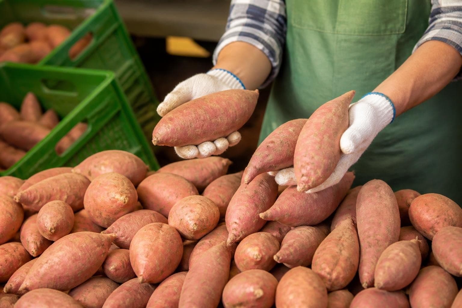 Sweet Potatoes Quality Standards for Export in 2026