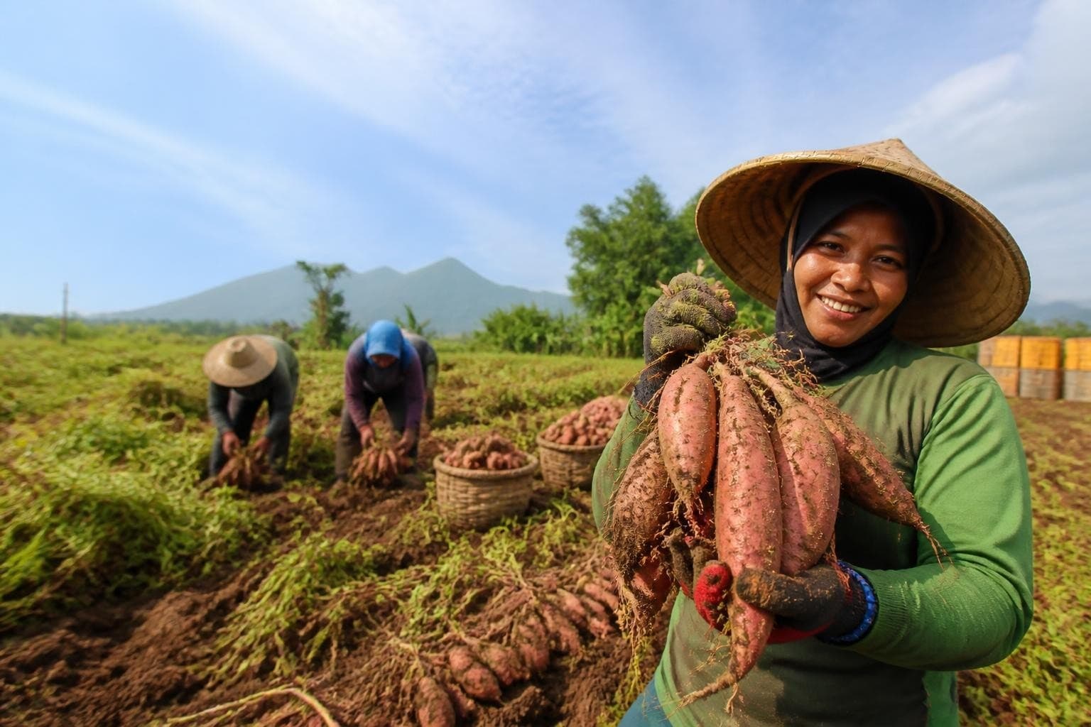 Sweet Potatoes Harvest in Indonesia: A Guide for Buyers