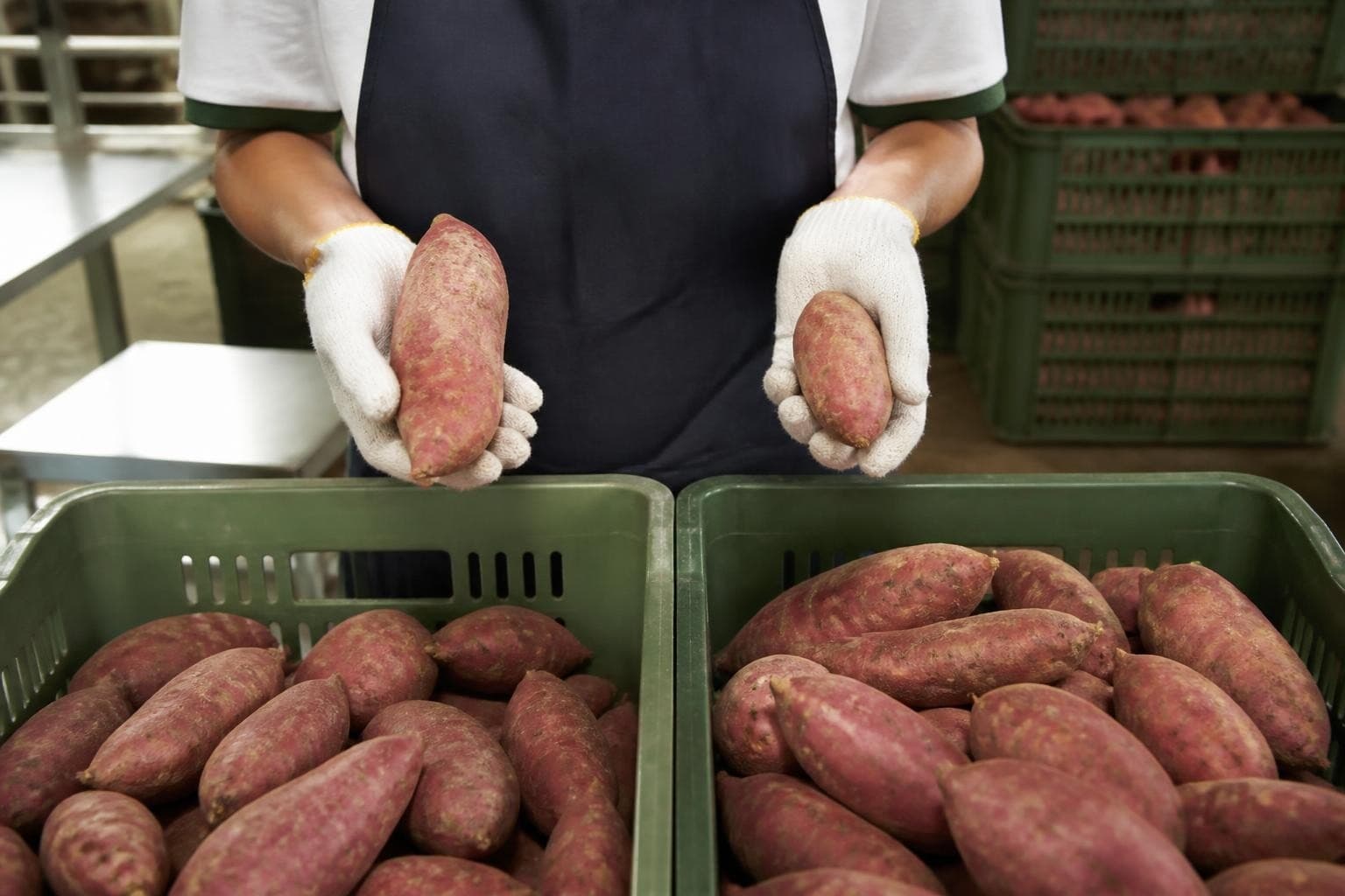 Sweet Potatoes Grading Guide for International Buyers