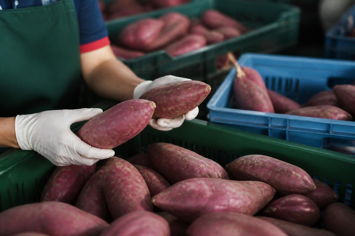Purple sweet potato quality grading